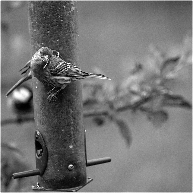 Finch Feeder