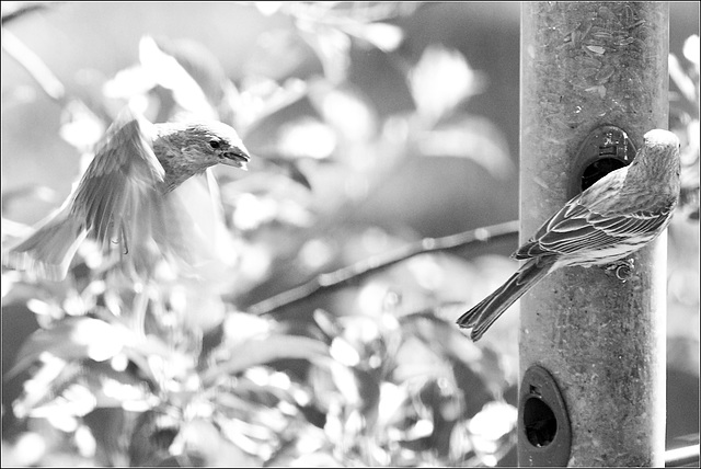 Two House Finches