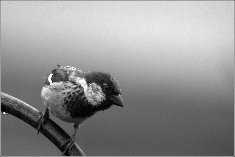 House Sparrow