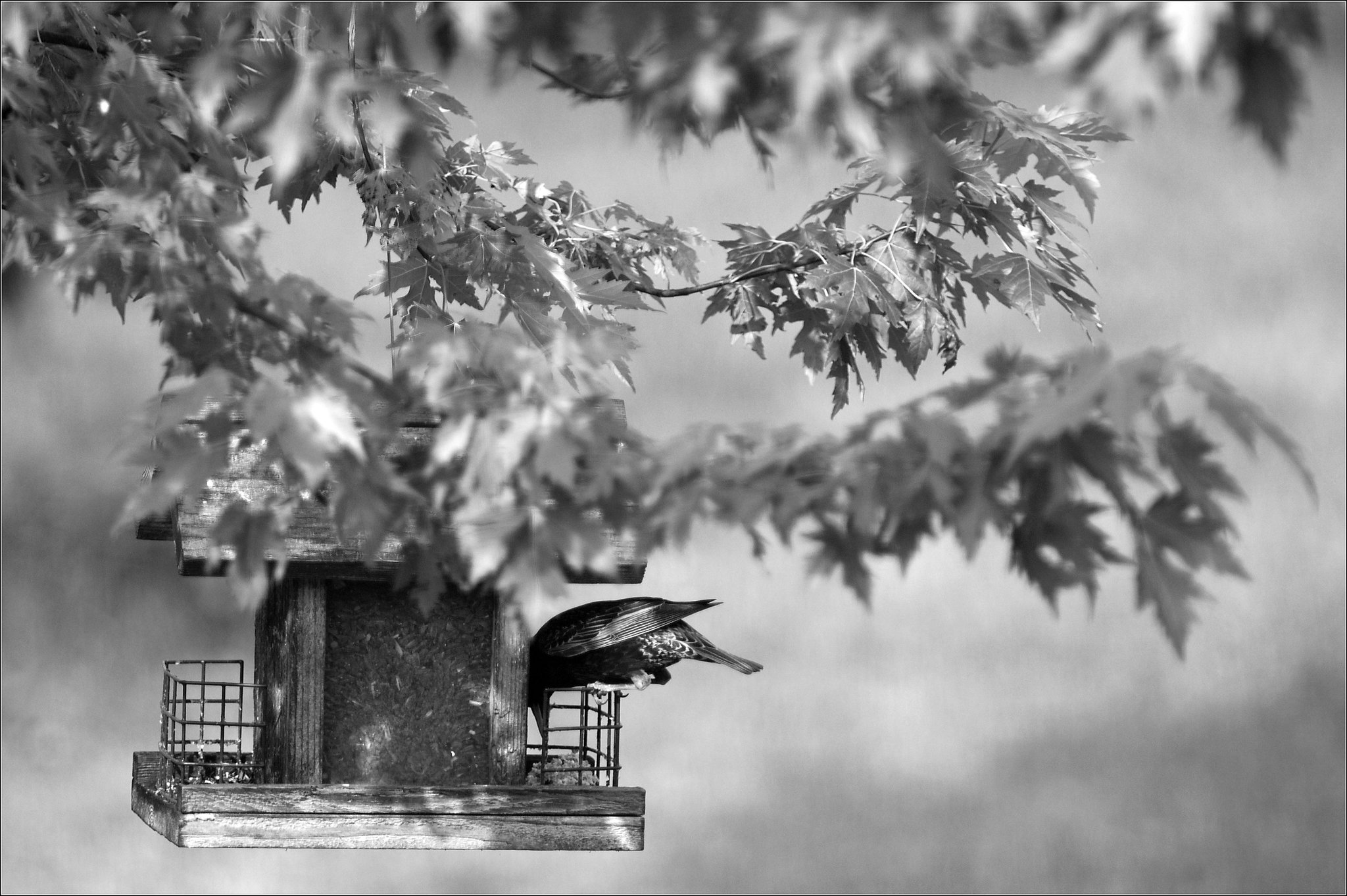 A Starling Finishes Off the Suet Cake