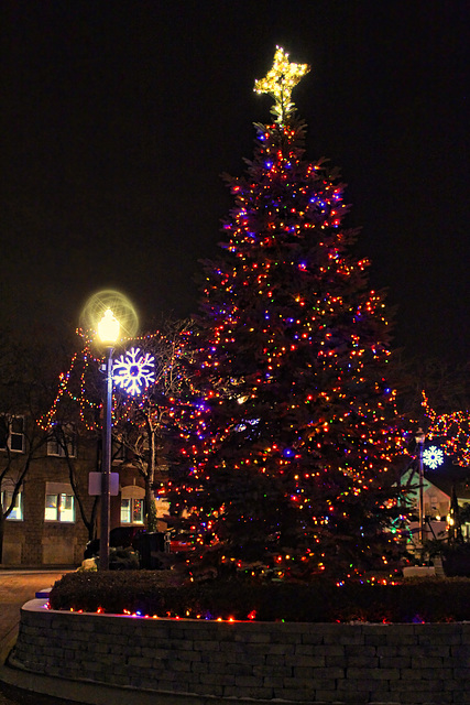 Navy Yard; tree in the square