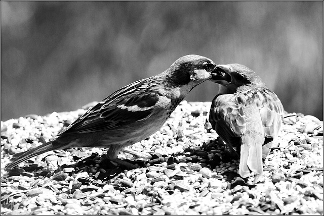 Feeding the Baby