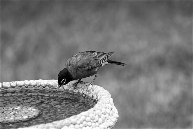 Robin at his Birdbath