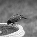 Robin at his Birdbath