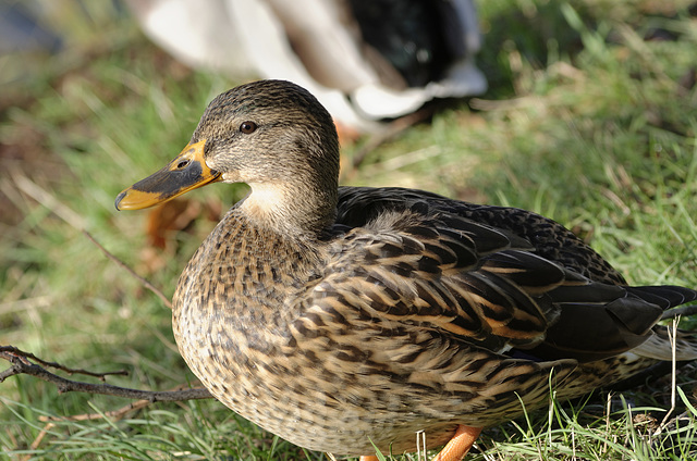 BESANCON: Une canne colvert (Anas platyrhynchos).