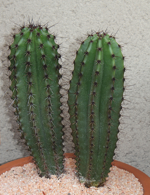 Stenocereus thurberi