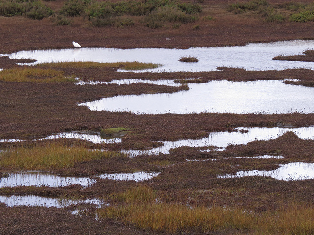 burnham marshes, norfolk coast