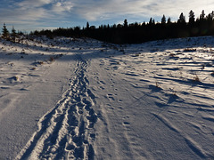 Cold walking