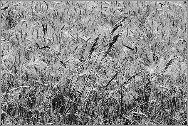 Joel's Got Wheat on the Brain this Weekend