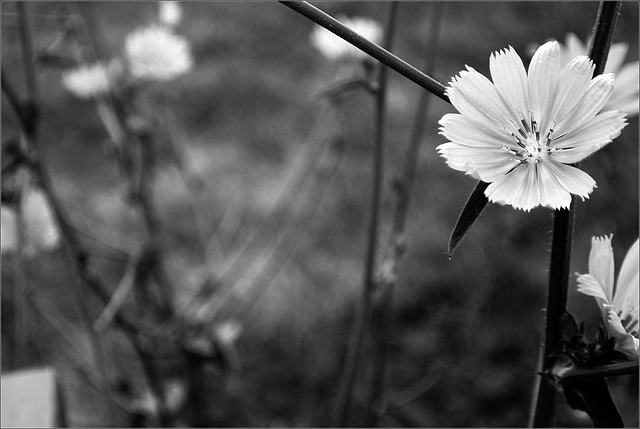 Chicory All Over the Place