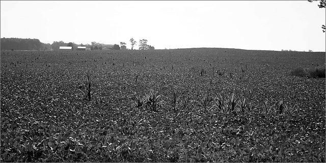 Beans, with an occasional corn