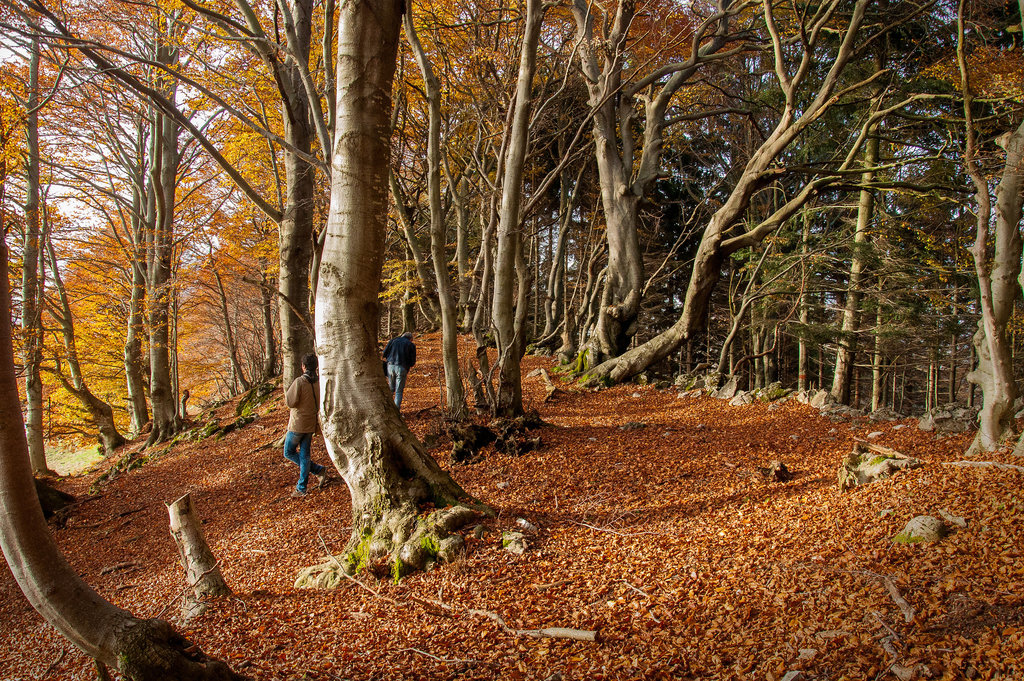 Incamminarsi nell'autunno…