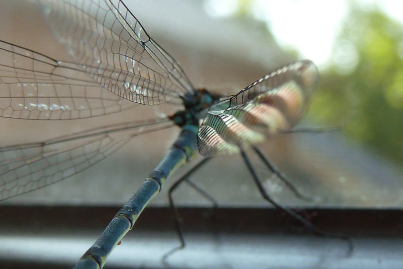 Dragonfly