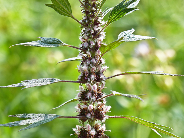 Motherwort / Leonurus cardiaca