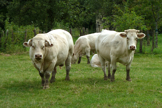 France 2012 – Mr. & Mrs. Taureau-Vache