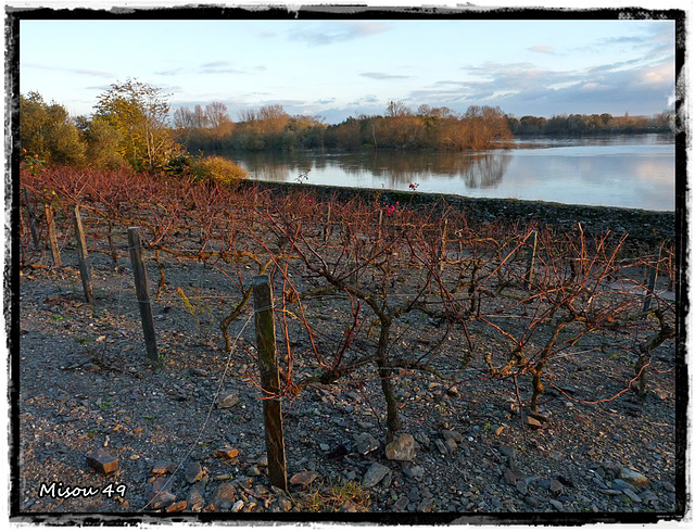 SAINTE GEMMES sur LOIRE