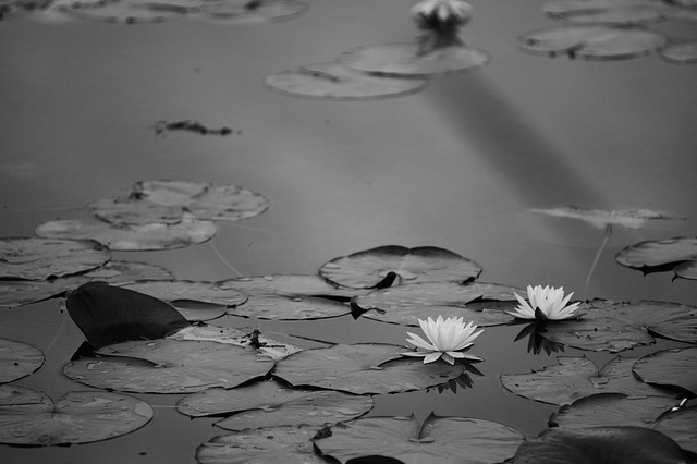 Three Lakes, Kalamazoo County