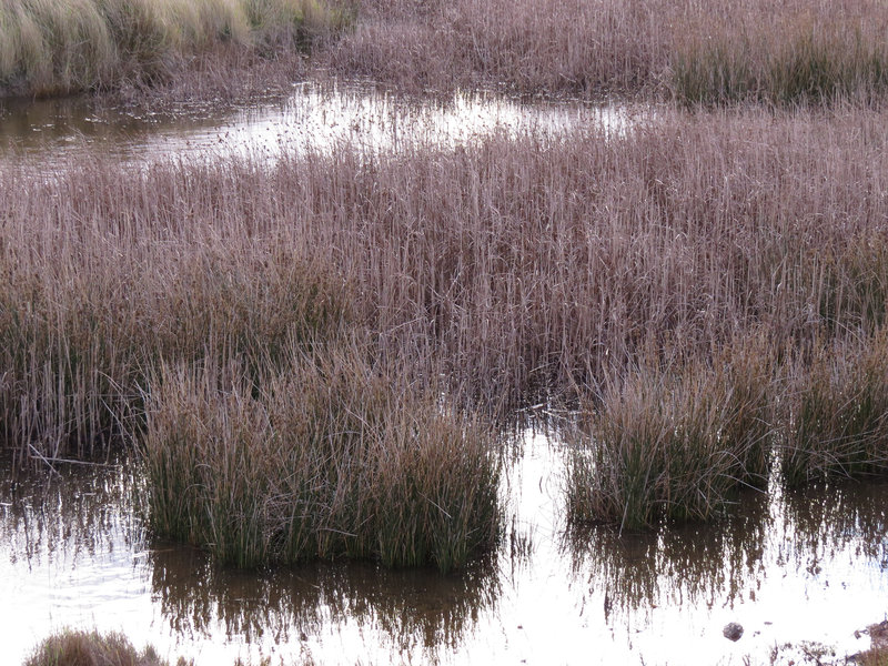 burnham marshes, norfolk coast