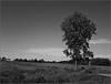 Strange Highway, with tree