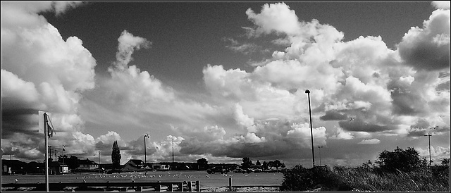 Many Gulls at Rest