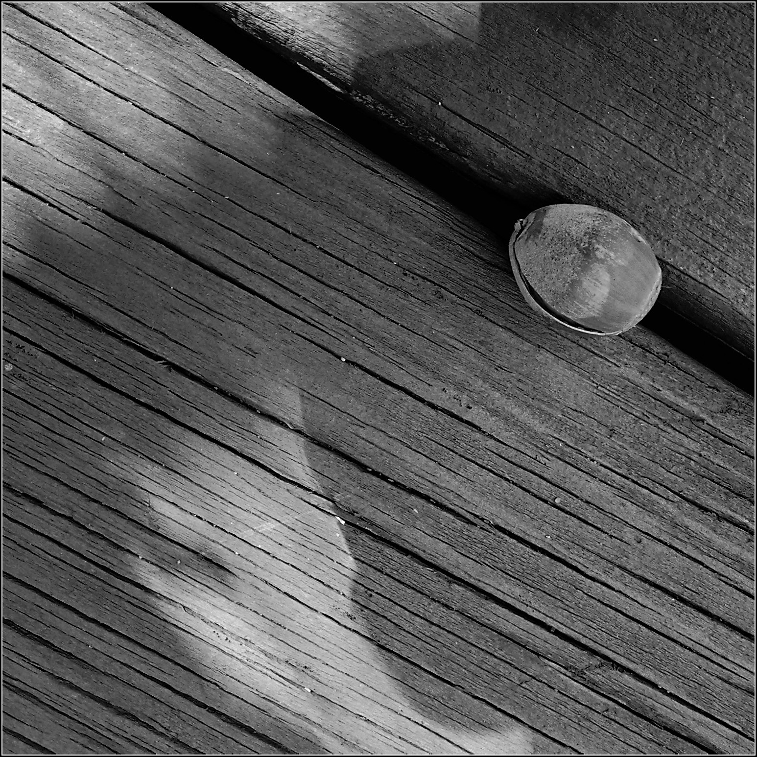 Who Put the Acorn on Our Deck?