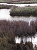 burnham marshes, norfolk coast