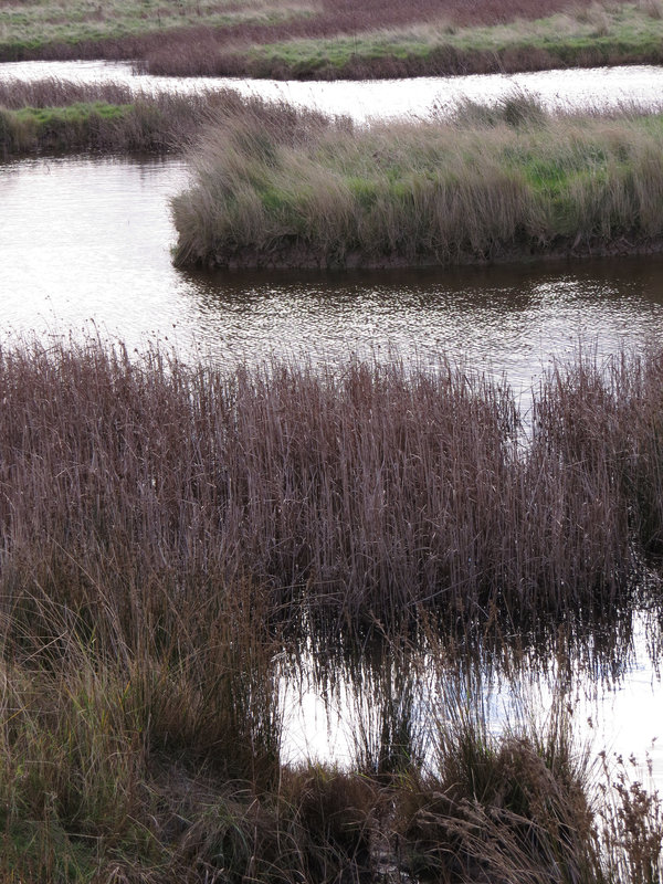 burnham marshes, norfolk coast