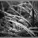 Dew on the Daylilies