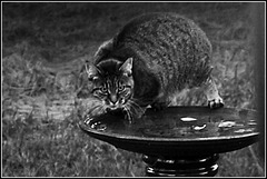 There's a Cat in the Birdbath