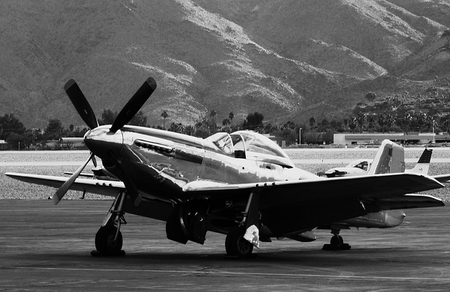 Portrait of a Mustang (2) - 30 November 2013