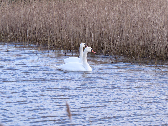 burnham marshes, norfolk coast