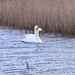 burnham marshes, norfolk coast