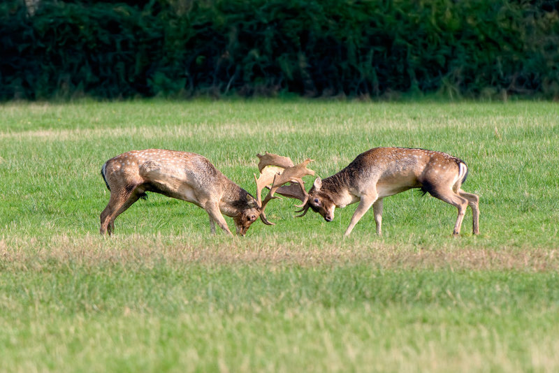 Fallow Stag (b)