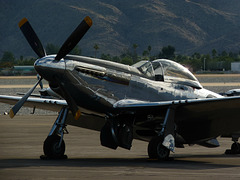 Portrait of a Mustang (3) - 30 November 2013