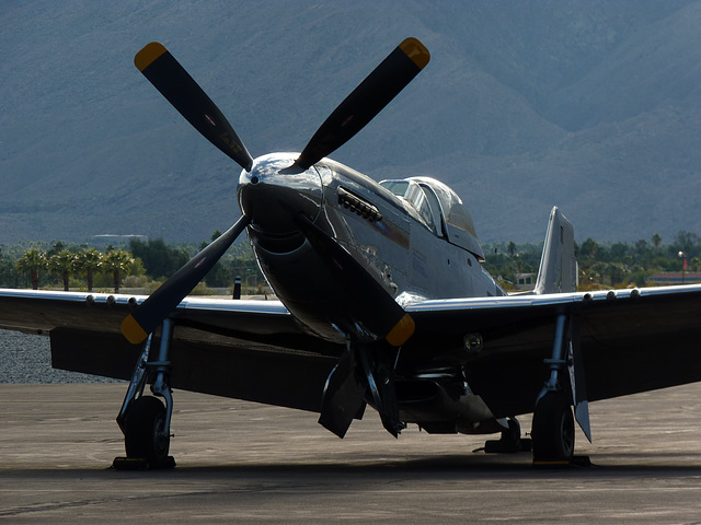 Portrait of a Mustang (4) - 30 November 2013