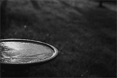 Ice on the Birdbath