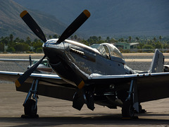 Portrait of a Mustang (5) - 30 November 2013