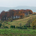 Broom Hill trees, Old Glossop