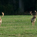 Fallow Stags parallel walking