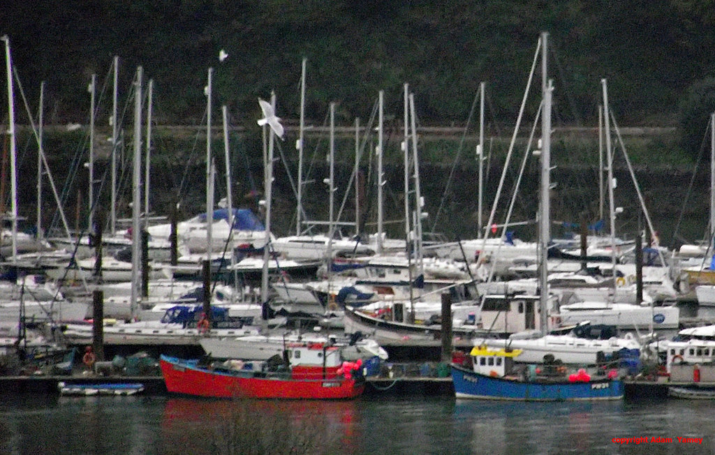 BIRDS AND MASTS