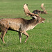 Fallow Stag (c)