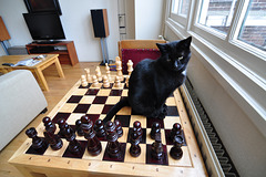 New chess piece: Cat