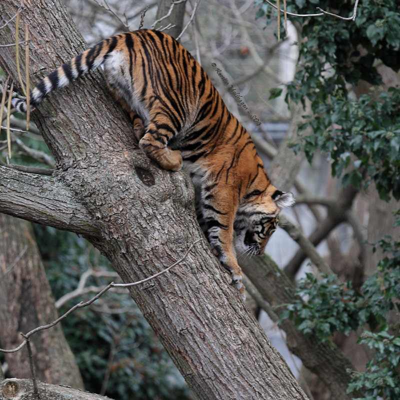 Tigermädchen Berani ( Zoo Frankfurt)