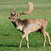 Fallow Stag (b)