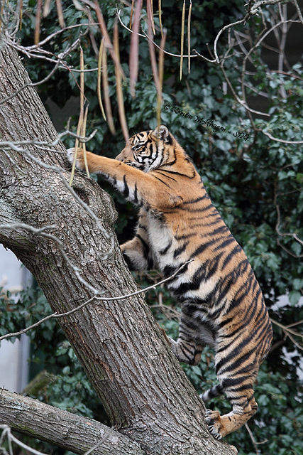 Tigermädchen Berani ( Zoo Frankfurt)