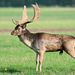 Fallow Stag (a)