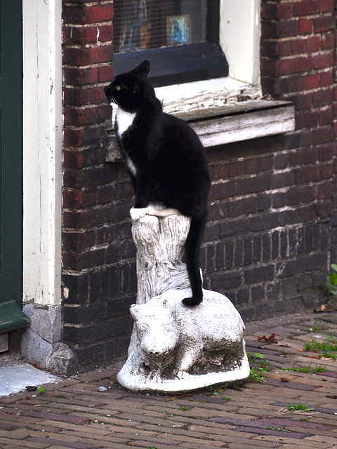 Cat stand