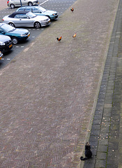 Cat and a flock of chicken