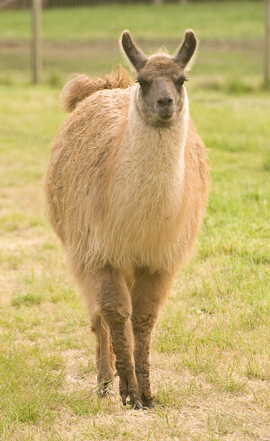 Um, I'm still just a baby llama ... please don't hurt me!