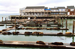 Pier 39 Seals